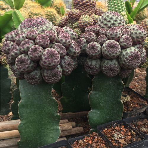 新款多肉植物红丽丸嫁接带柱多头仙人球室内吸甲醛会开花绿植盆栽