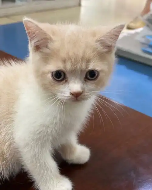 英短乳白短毛猫猫目前两个月多啦,会用猫砂自己吃猫粮 每一只都 - 抖
