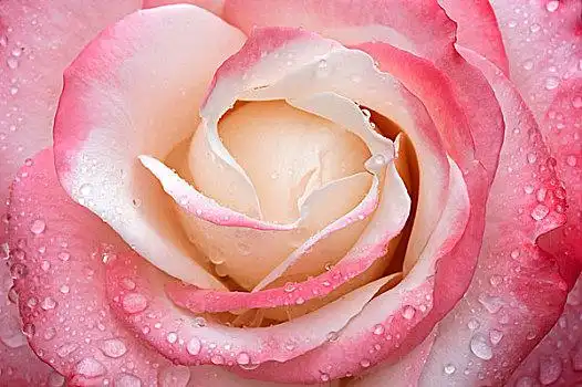 一朵玫瑰花图片