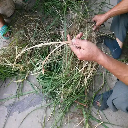 新鲜白茅根野生茅草根毛草根竹蔗芦根中药材甜草根清火食材500g