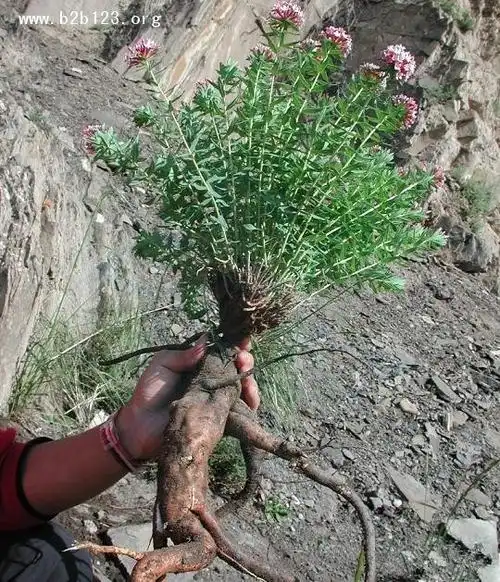 狼毒root of yunnan euphorbia - 土特产网