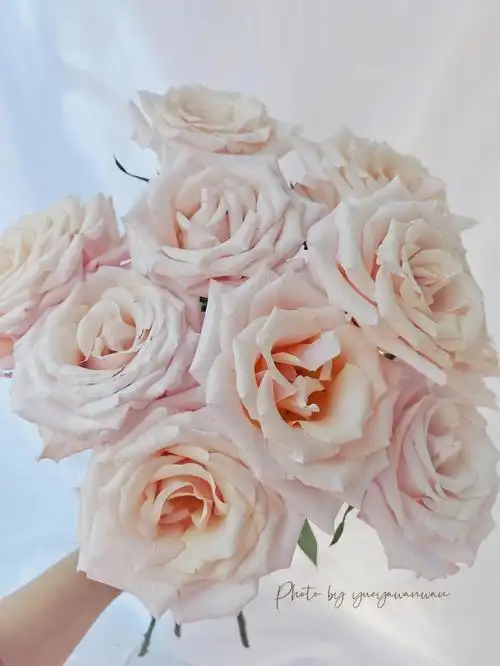 珍珠贝母珠光质感