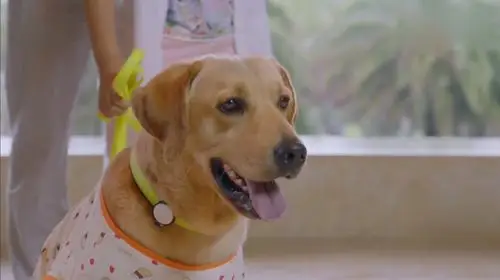 都市人犬情的温情故事电视剧神犬小七精彩视频集锦