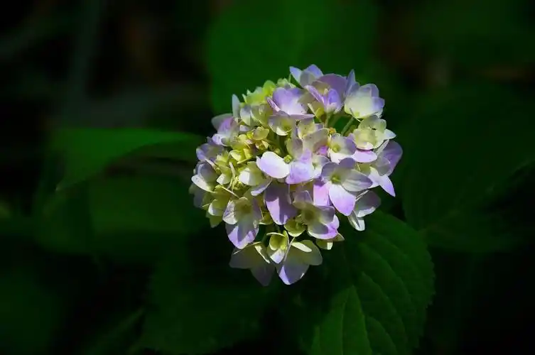 天作之合,绣球花