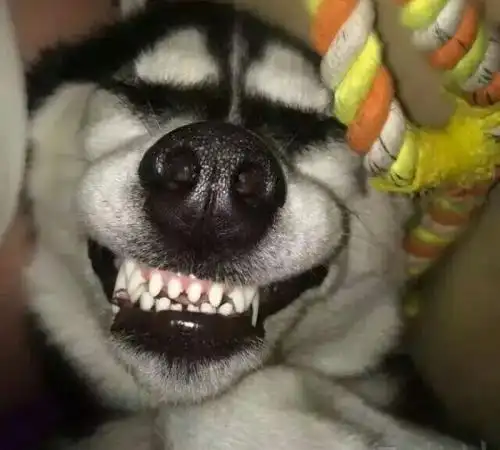 又贱又逗比的宠物名字,有什么搞笑的宠物名字图2