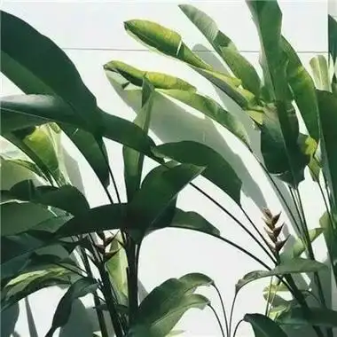 超有意境的微信头像2022 将一生热爱付诸一人足矣-微信头像