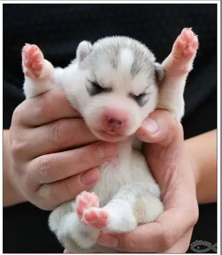 展开全部 哈士奇(幼崽)