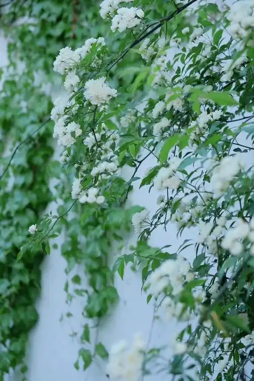 静谧时光唯美意境句子,淡雅唯美古风意境句子(要懂得一个人安静)