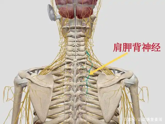 肩胛内上角,肩胛内侧缘,肩胛下角的问题,困惑了很多人