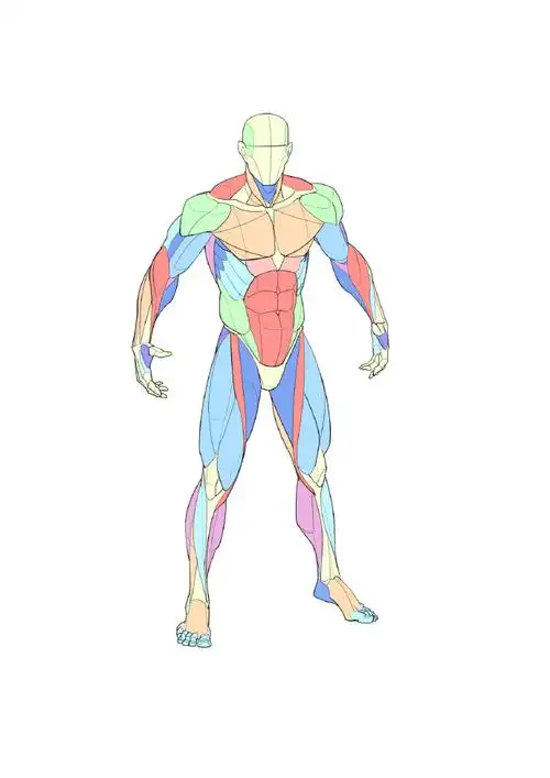 人体肌肉结构绘画参考~大木画画绘画课堂超话#人体结构##速写