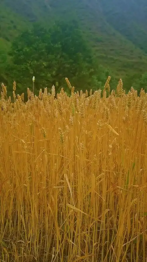 丰收是大地最美的景色 一起享受大自然的美 我要上热门 原创 金色麦田