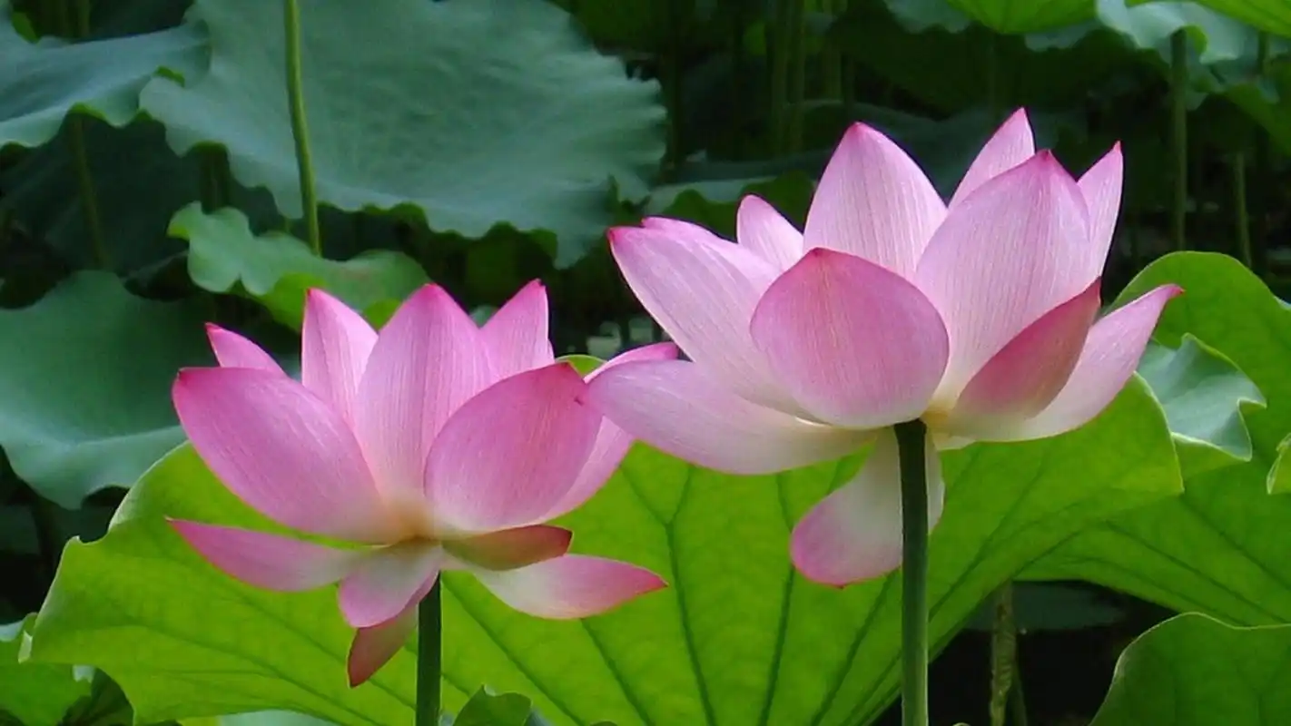 自然花朵莲花图片宽屏电脑桌面主题壁纸(二)