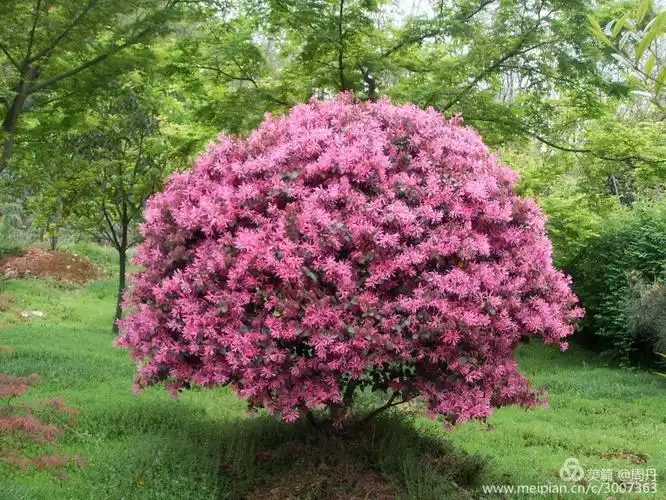 赛石花朝园推荐小灌木之七——红花檵木球