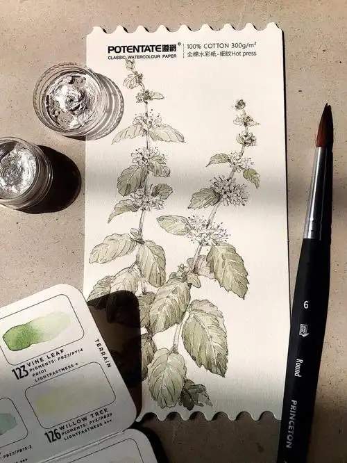 薄荷花水彩过程77活动分享