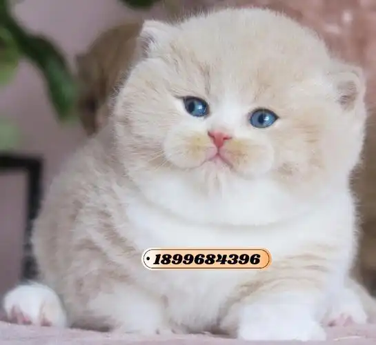 英国短毛猫稳定性下不同的月份状态