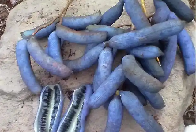 在农村,6种冷门的野生水果,你还认识吗?