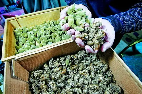 ◤制作济南毛猴的原材料辛夷和蝉蜕.