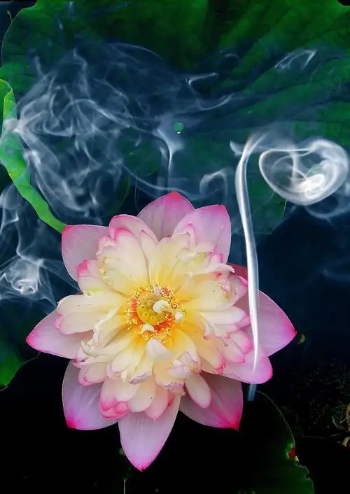 梦幻莲花后期习作