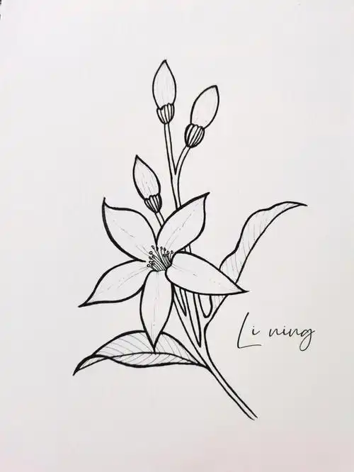 针管笔手绘花卉