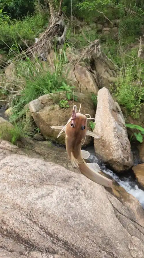 第一条河钳鱼(个人觉得最好吃的鱼,没有之一)