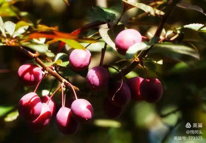 一花一世界之紫叶李