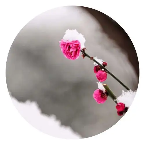 雪中梅花