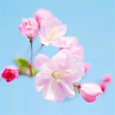 40岁阿姨用的头像(精选12张)