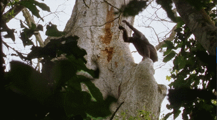 ▼大猩猩和黑猩猩等进化为现代"类人猿"继续原始丛林生活从森林边缘