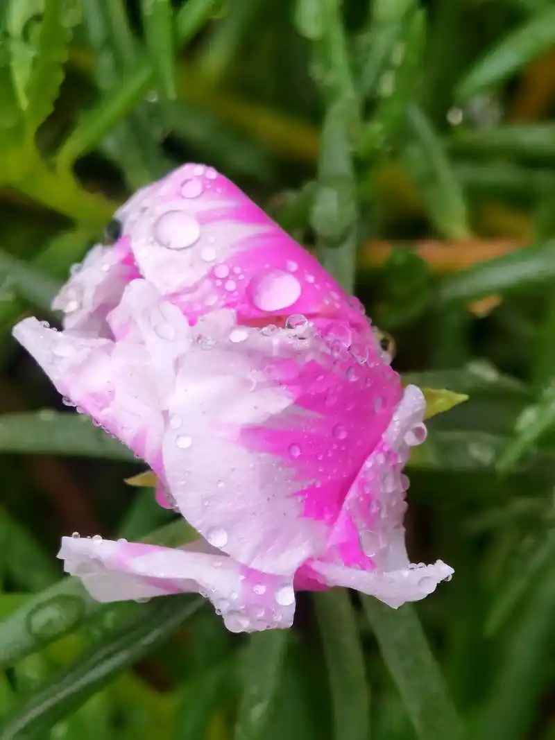 雨后含苞待放的马齿牡丹(手机拍照) #我的摄影日记 - 抖音