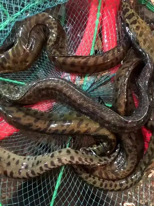 鳗鱼东山岛海鲜海深海鲜活石鳗鱼海鳗海水鳗鱼