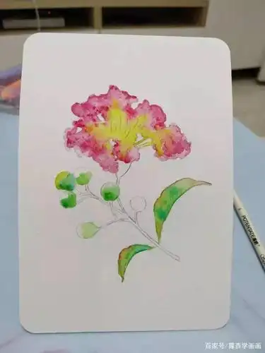 紫薇花水彩画步骤图,教程详细,适合初学者!