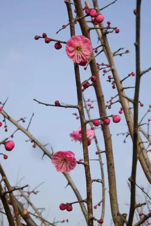 蔷薇科婆裟多姿的梅花舞朱砂