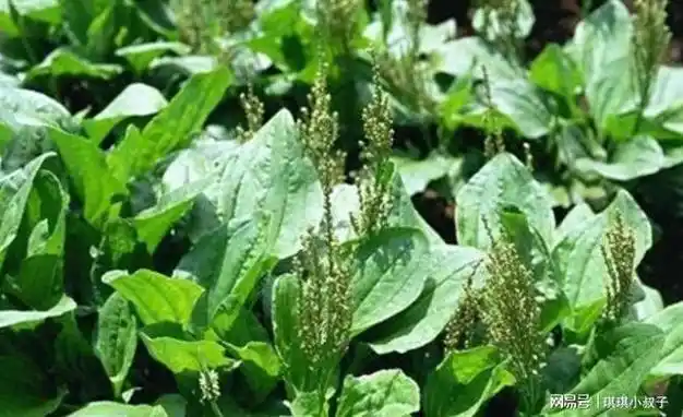 "车前草"是个宝,坚持泡水喝,或能帮助改善5个问题|祛痰|金钱草|清热