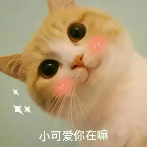 宠物表情包推荐这是非常简单,无脑,效果又不错的开场方式.