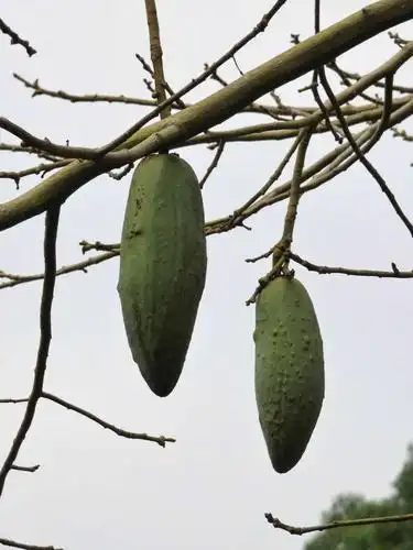 木棉果,这果实可不是供吃的,而是真正的棉花!