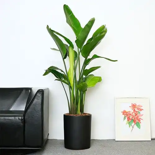 天堂鸟鹤望兰简约北欧风格室内大型绿植盆栽办公室大型绿植