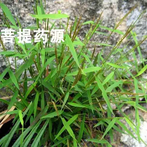 毛草金丝草中药材500g野生竹篙新鲜干货笔仔草黄其他药食同源食品