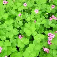 幸运草微信头像女生唯美点击鼠标右键下载