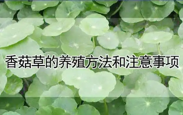 香菇草的养殖方法和注意事项