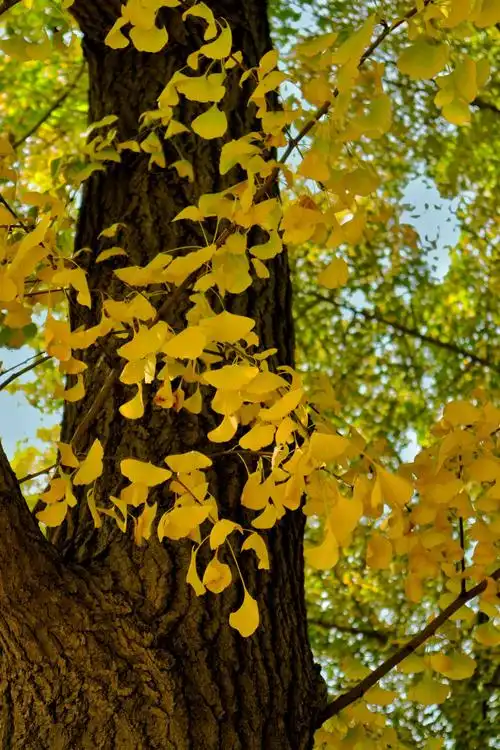 金色秋天金色大地风景如画(一)