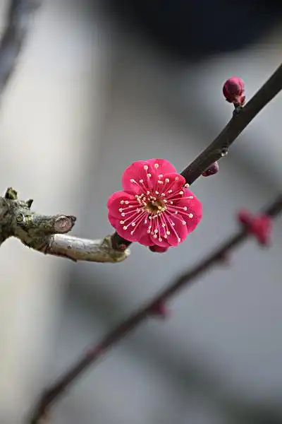 梅枝梅花