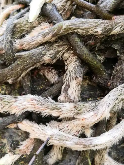 可以代替骨碎补用的白毛蛇你认识吗你知道它有什么秘密吗