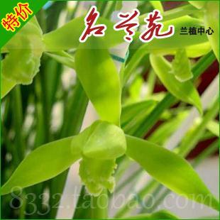【名兰苑】兰花/兰草 蕙兰/惠兰_老品种 金奥素 金岙素 特价