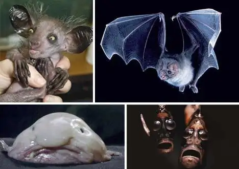 吸血蝙蝠吸血蝙蝠有着令人憎恶的外表以及令人毛骨涑然的生活习性.