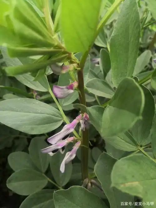 大片的蚕豆开花了,有白色也有紫色.
