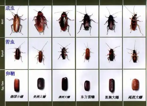 我看差不多,您这好象是刚羽化变成虫不久的,颜色还没变深.