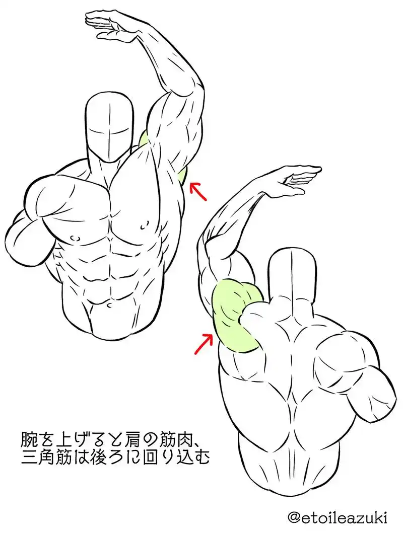 人体结构 肌肉.#绘画参考# #绘画素材# #人体结构# 肌 - 抖音