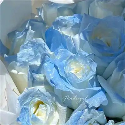 唯美高级感ins风鲜花背景图大全