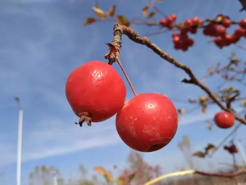 诱人的冬红海棠果