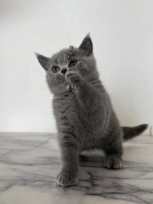 成都英短蓝猫弟弟